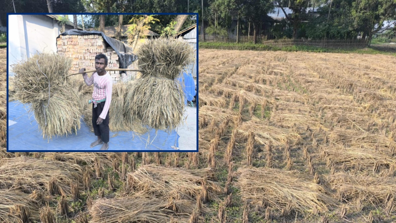 ডিমলায় বন্যার ধকল কাটিয়ে আমন ধানের বাম্পার ফলন