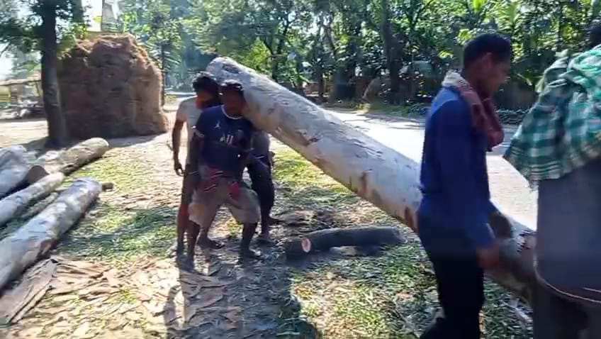 পঞ্চগড়ে টেন্ডারের বাইরে গাছ কাটার অভিযোগে তদন্ত শুরু